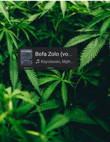 Bofa Zolo Image